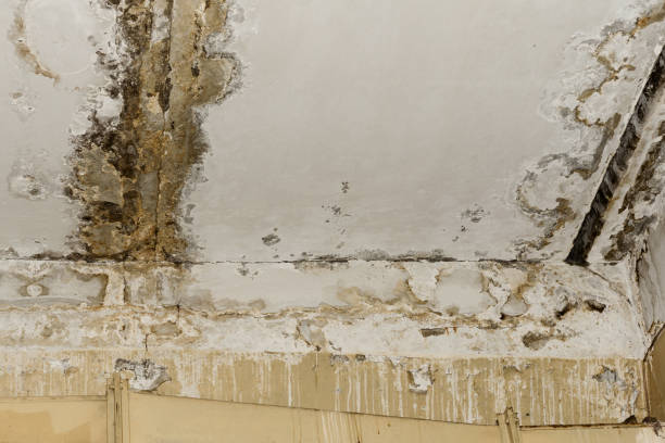 Best Attic Mold Removal  in USA